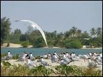 Caspian Terns