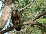 Lappet-faced Vulture