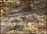 Red-cheeked Cordon-bleu