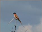 Carmine Bee-eater