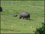 Hippo and cub