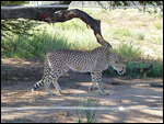 Cheetah pacing