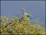 Lilac Breasted Roller in perfect evening light