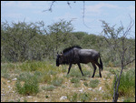 Wildebeest