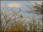 Rosy-faced Lovebird