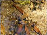 Well camouflaged frog on the trail