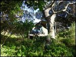 Safari Tent at Bulungula