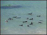 Swimming Pengins at Boulders