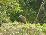 Limpkin
