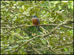 Ringed Kingfisher