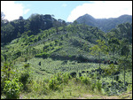 Coffee plantation on the hillsides