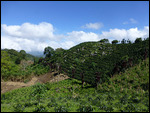 Traillside views