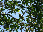 Emerald Toucanlet finally reveals itself