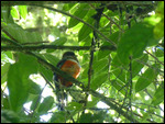 Collared Trogon (female)