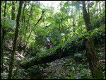 Cloud forest