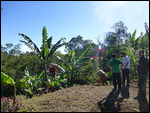 Tour of the backyard garden