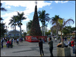 Christmas tree at Parque Central