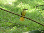 Royal Flycatcher
