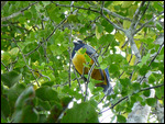 Violaceous Trogon