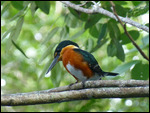 American pygmy Kingfisher
