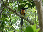 Collared Aracari