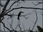 Keel-billed Toucan