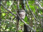 White-whiskered Puffbird