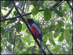 Slaty-tailed Trogon