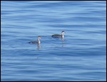Grebe at Grand Marais, Lake Superior