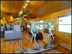 Windigo Visitor Center - Moose skeleton