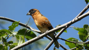 Black-headed Grosbeak