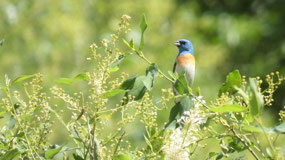 Lazuli Bunting