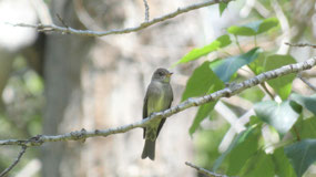 Western Wood-Peewee