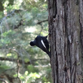 White-headed Woodpecker