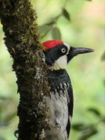 Acorn Woodpecker