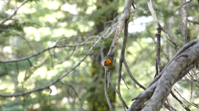 Golden-crowned Kinglet