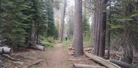 McGurk Meadow Trail