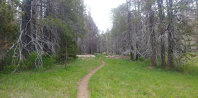 McGurk Meadow