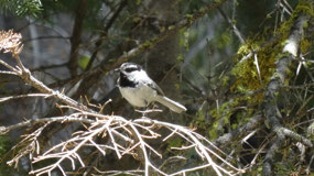 Mountain Chickadee