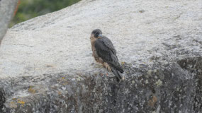 Peregrine Falcon