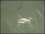 Pulling up a crab
