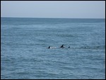 Dolphin frolicking off Virginia Beach