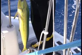Mahi Mahi for dinner tonight