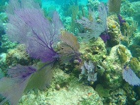 Beautiful Fan Coral