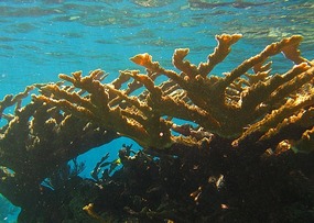 Elkhorn Coral