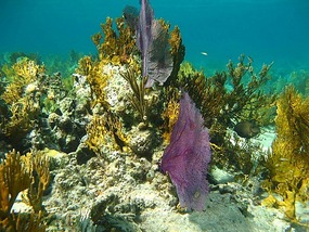 Lovely Fan Coral