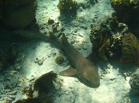 Nurse shark at Little Farmer's Cay