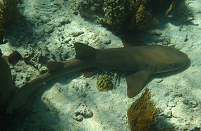 Nurse shark at rest