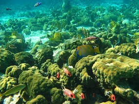 Snorkeling the reefs