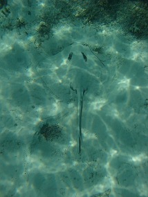 Stingray embedded in sand